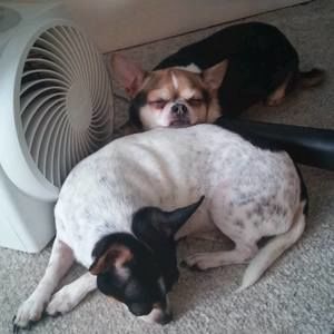 Meet your Posher, Peggy